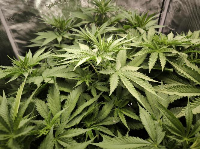 Dos Si Dos Cookies Fast. Week 8