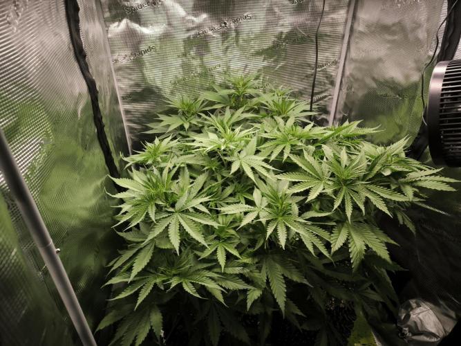 Dos Si Dos Cookies Fast. Week 8