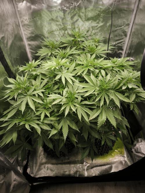 Dos Si Dos Cookies Fast. Week 8