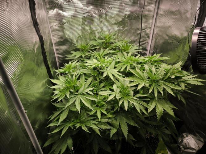 Do-Si-Dos Cookies. Week 9