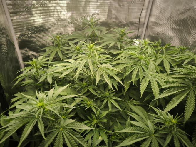 Dos Si Dos Cookies Fast. Week 10