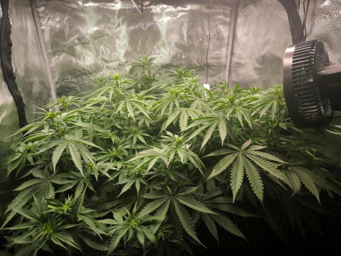 Dos Si Dos Cookies Fast. Week 10