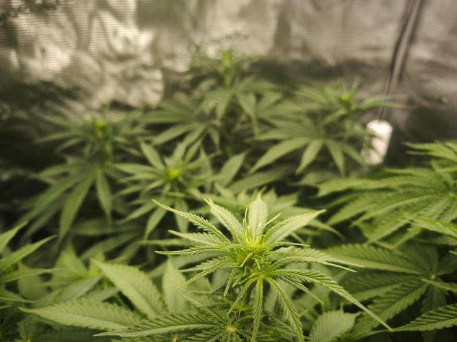 Dos Si Dos Cookies Fast. Week 10
