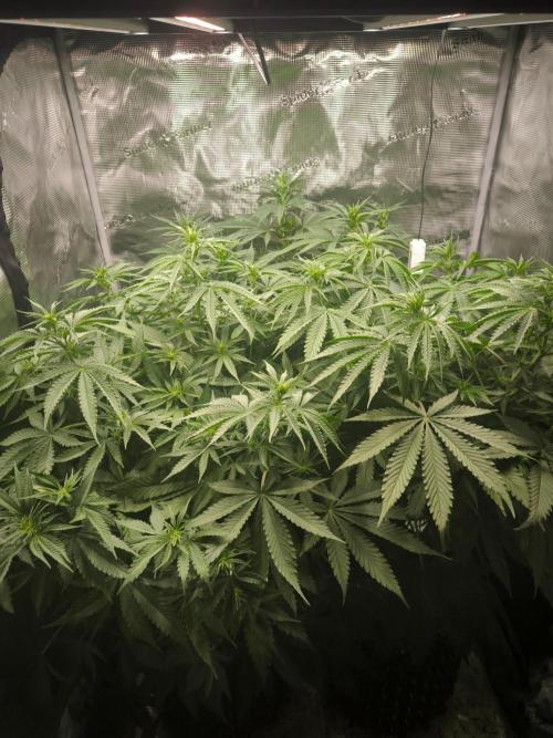 Dos Si Dos Cookies Fast. Week 10