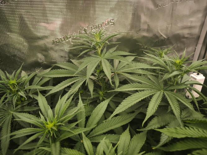Do-Si-Dos Cookies. Week 10