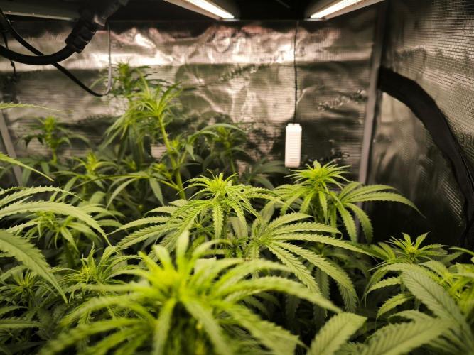 Do-Si-Dos Cookies. Week 11