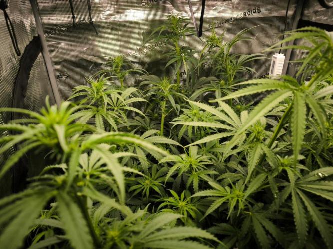 Dos Si Dos Cookies Fast. Week 11