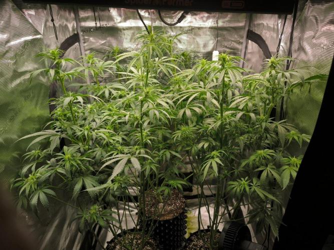 Dos Si Dos Cookies Fast. Week 11