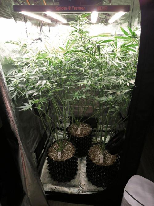 Dos Si Dos Cookies Fast. Week 12