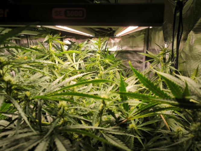 Dos Si Dos Cookies Fast. Week 12