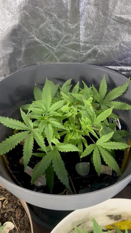 TROPICANA COOKIES AUTO