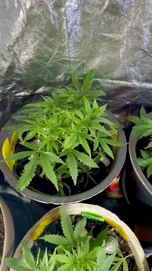 TROPICANA COOKIES AUTO