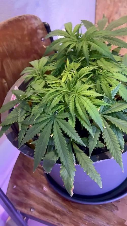 TROPICANA COOKIES AUTO