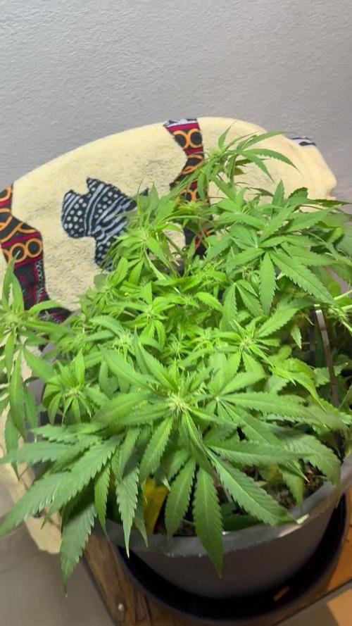 TROPICANA COOKIES AUTO