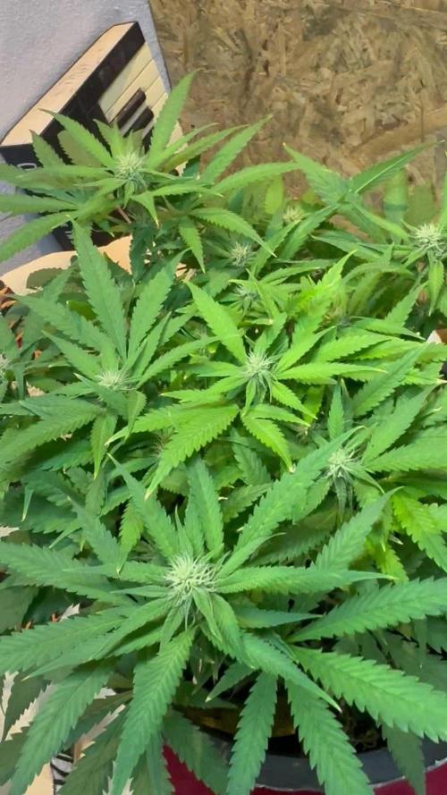 TROPICANA COOKIES AUTO