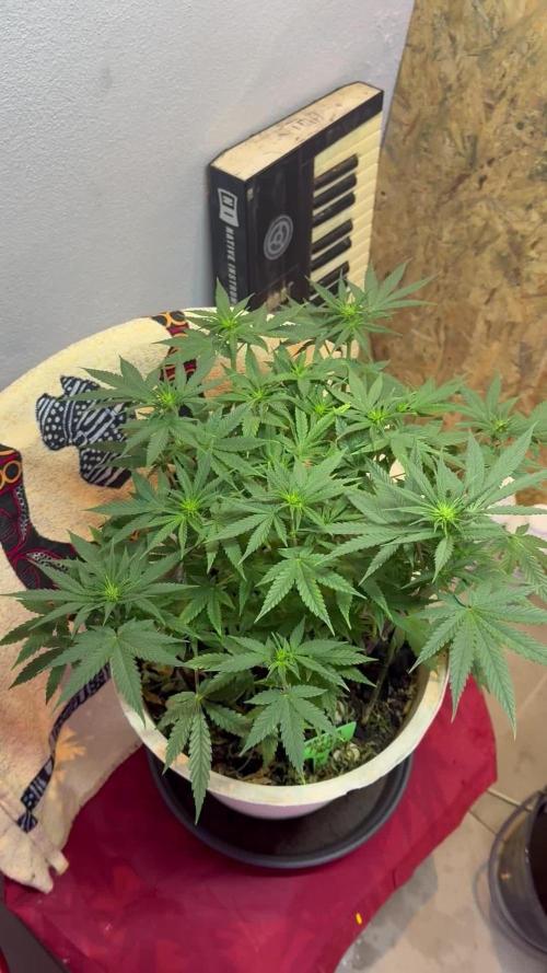 BANANA PURPLE PUNCH