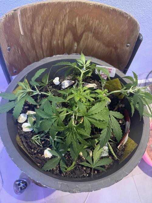 NORTHERN LIGHTS #1. Week 4