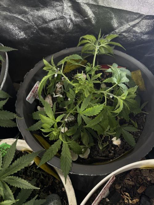 NORTHERN LIGHTS #1. Week 4