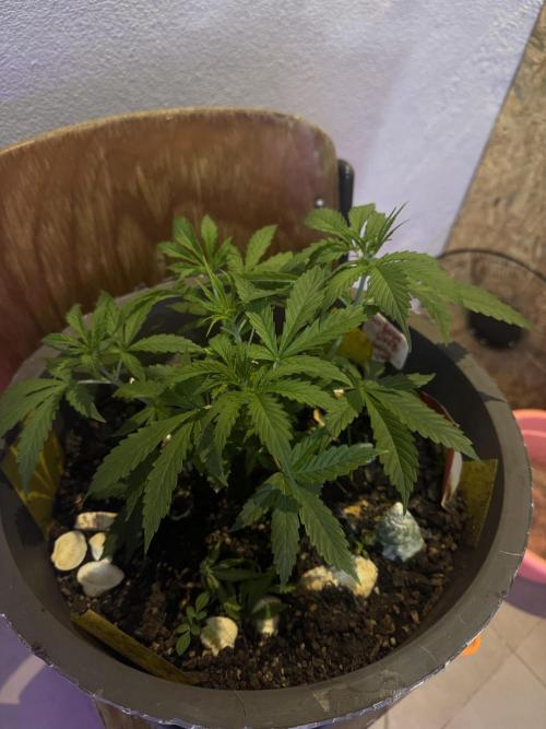 NORTHERN LIGHTS #1. Week 4