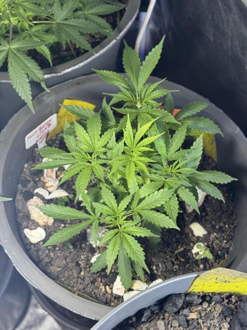 NORTHERN LIGHTS #1. Week 4