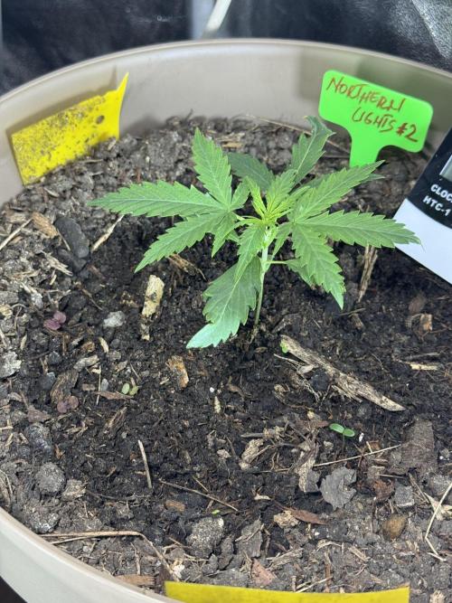 NORTHERN LIGHTS #2. Week 2