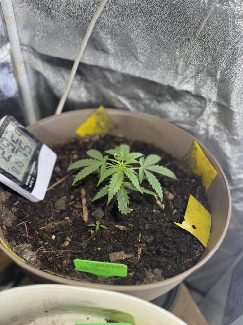 NORTHERN LIGHTS #2. Week 2