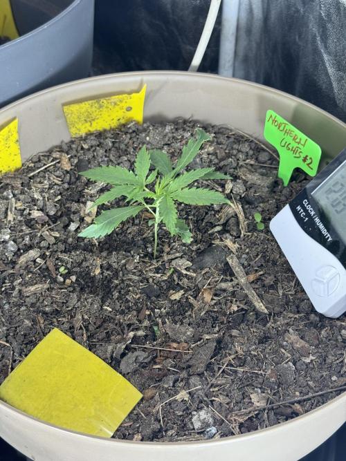 NORTHERN LIGHTS #2. Week 2