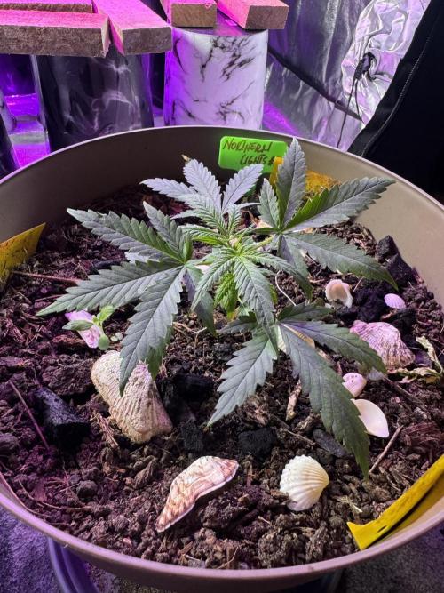 NORTHERN LIGHTS #2. Week 3