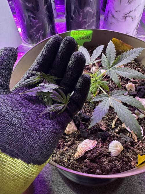 NORTHERN LIGHTS #2. Week 3