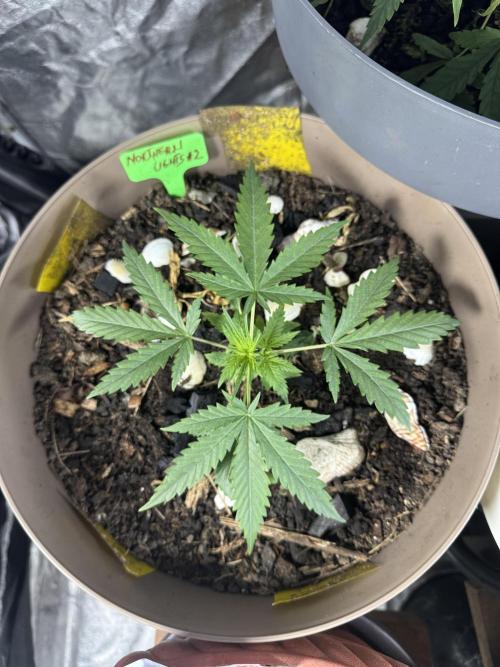 NORTHERN LIGHTS #2. Week 3