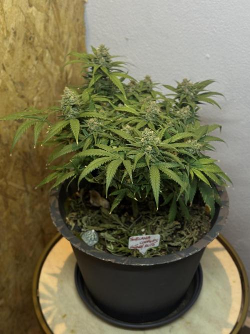 TROPICANA COOKIES. Week 10