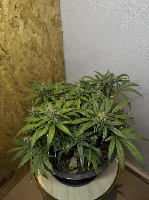 TROPICANA COOKIES. Week 10