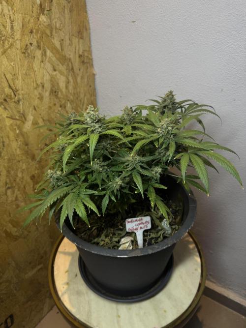 TROPICANA COOKIES. Week 10