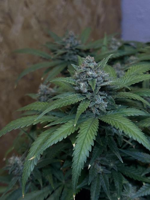 TROPICANA COOKIES. Week 10