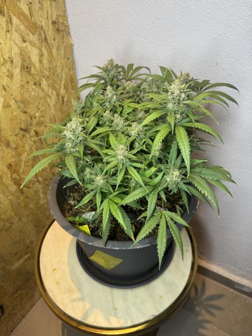 TROPICANA COOKIES. Week 10