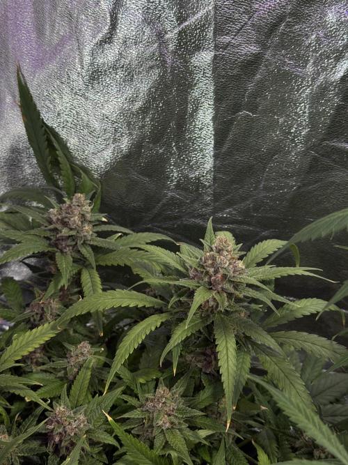 TROPICANA COOKIES. Week 10