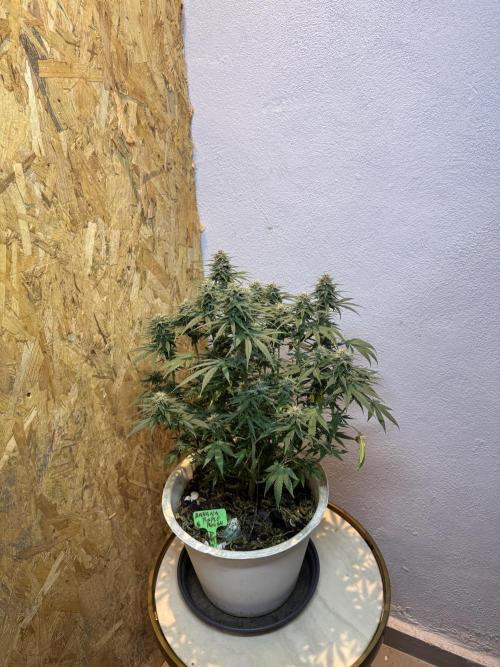 BANANA PURPLE PUNCH. Week 10