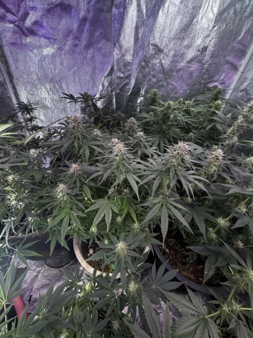 BANANA PURPLE PUNCH. Week 10