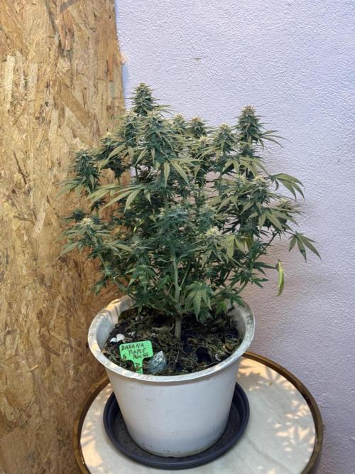 BANANA PURPLE PUNCH. Week 10