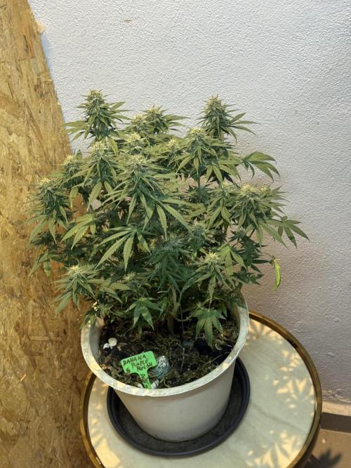 BANANA PURPLE PUNCH. Week 10