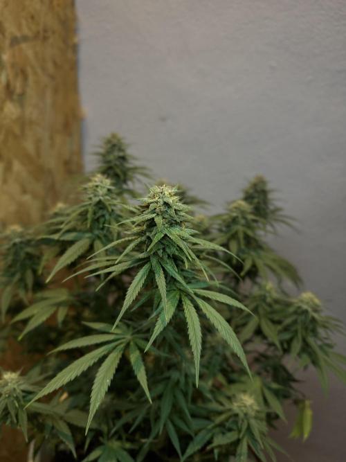 BANANA PURPLE PUNCH. Week 10