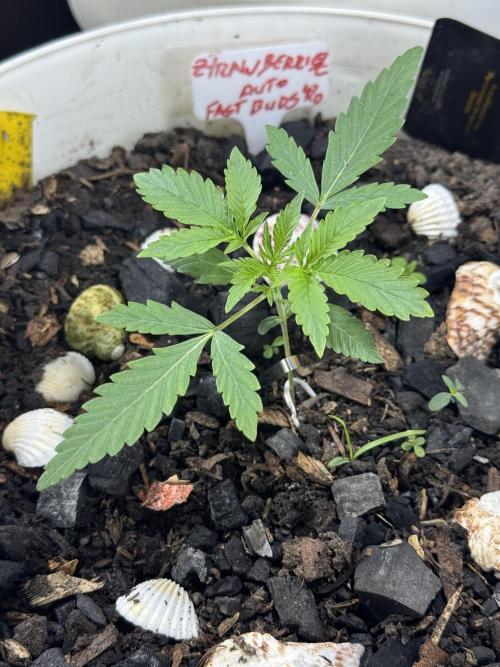 ZTRAWBERRIEZ AUTO. Week 2