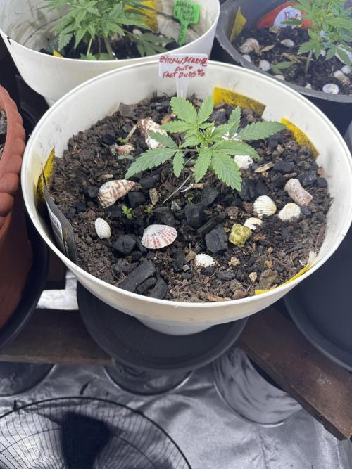 ZTRAWBERRIEZ AUTO. Week 2