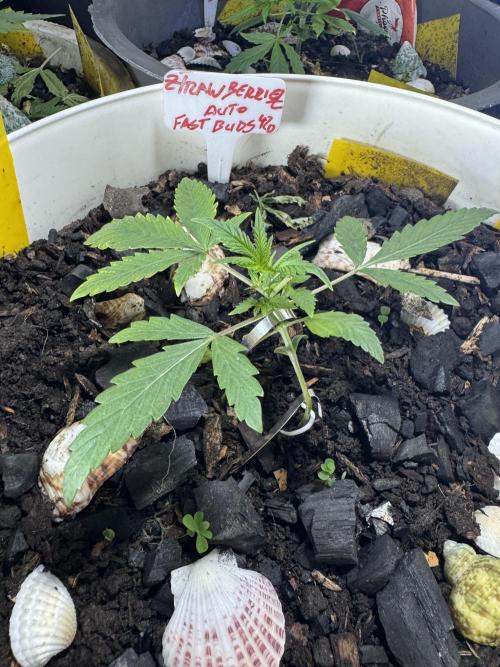 ZTRAWBERRIEZ AUTO. Week 2