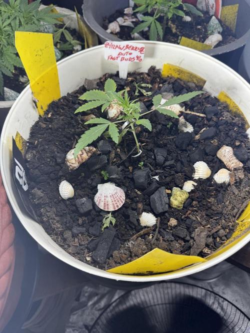 ZTRAWBERRIEZ AUTO. Week 2