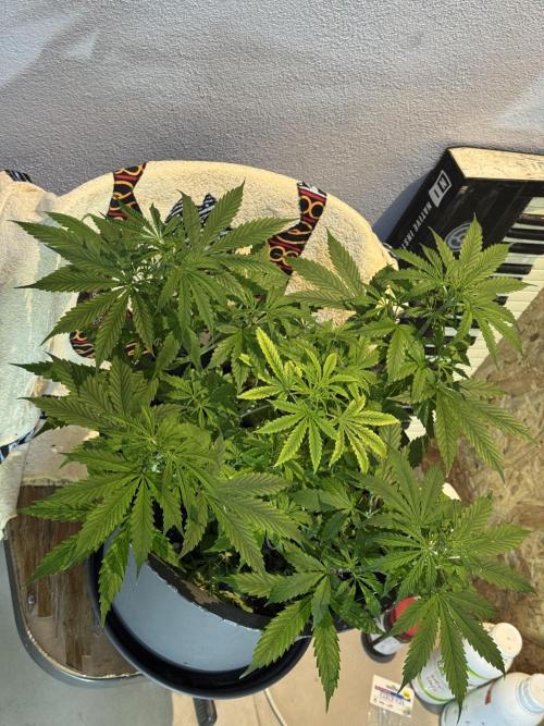 NORTHERN LIGHTS #1. Week 5