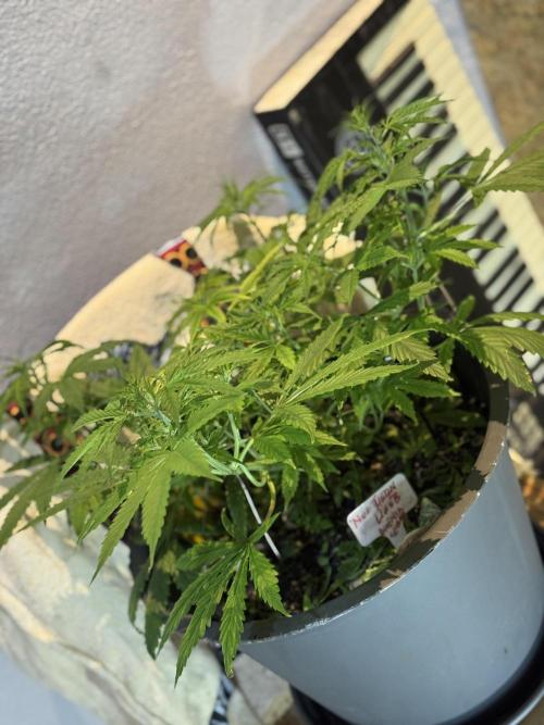 NORTHERN LIGHTS #1. Week 5