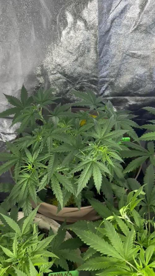 NORTHERN LIGHTS #2