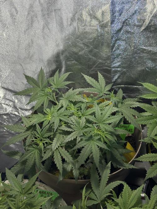 NORTHERN LIGHTS #2. Week 4