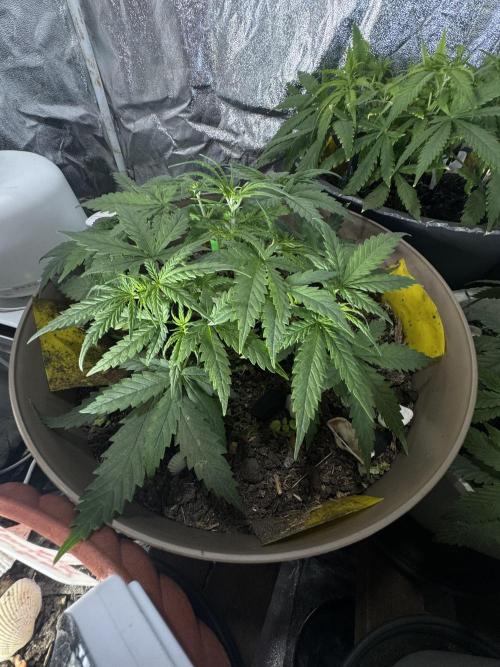 NORTHERN LIGHTS #2. Week 4